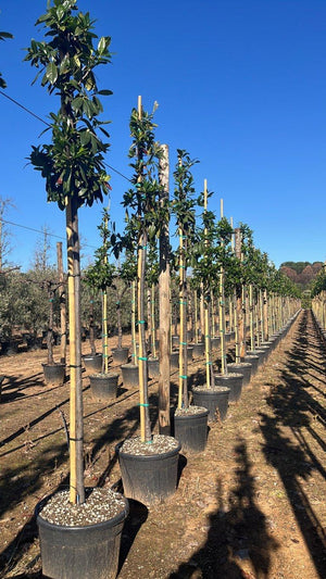 PRUNUS S. LAUROCERASUS NOVITA