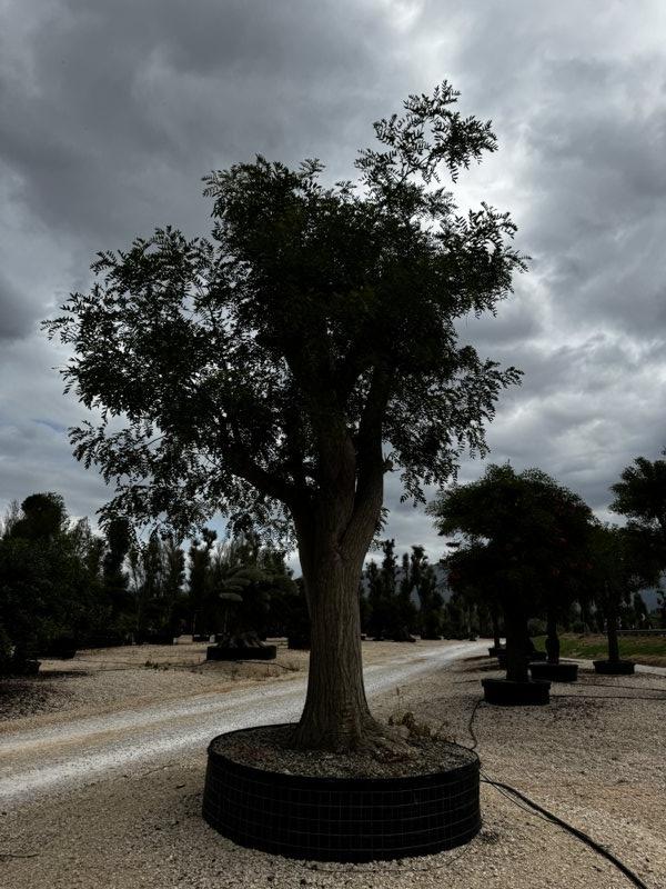 SOPHORA JAPONICA