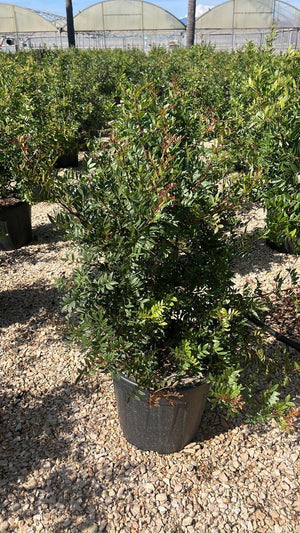 PISTACIA LENTISCUS