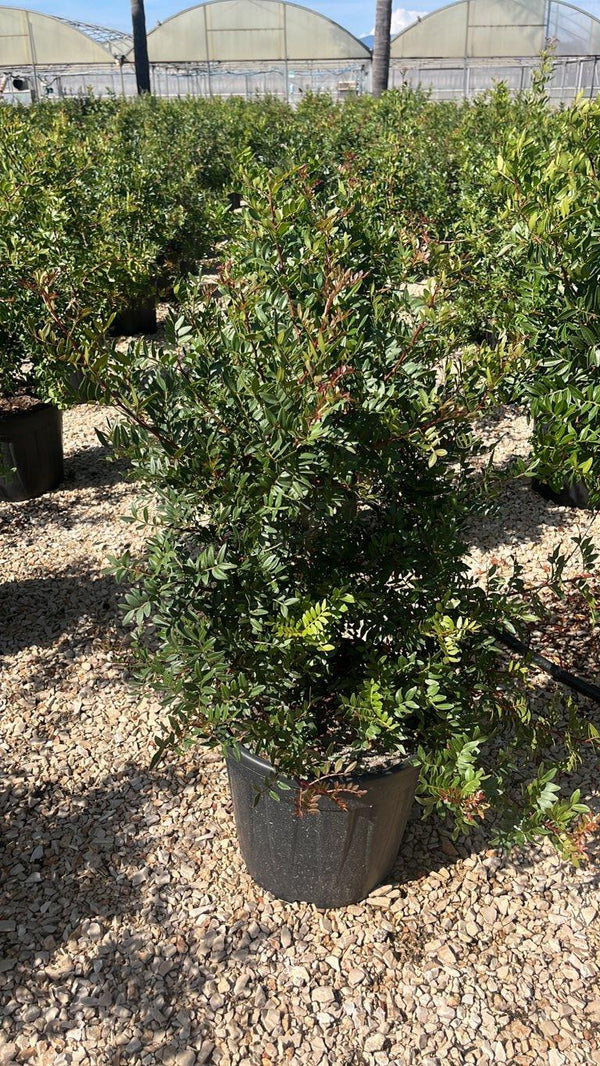 PISTACIA LENTISCUS