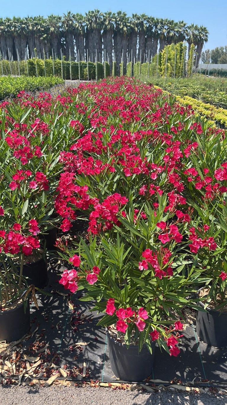 NERIUM OLEANDER ROSSO