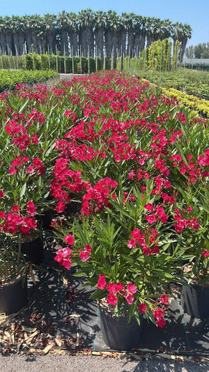 NERIUM OLEANDER ROSSO