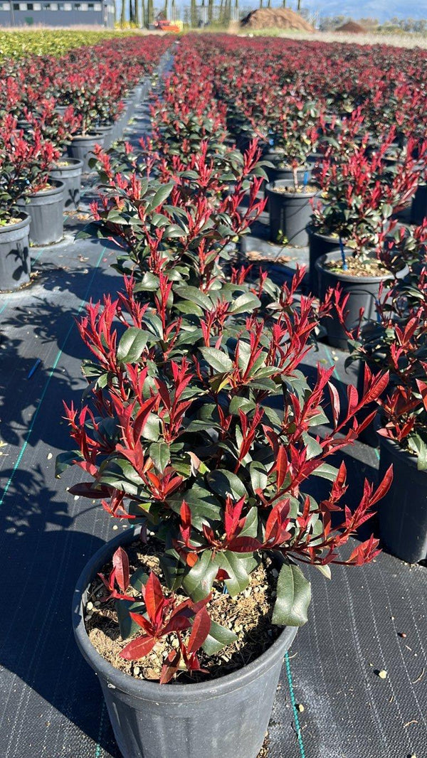 PHOTINIA X FRASERI ROBUSTA