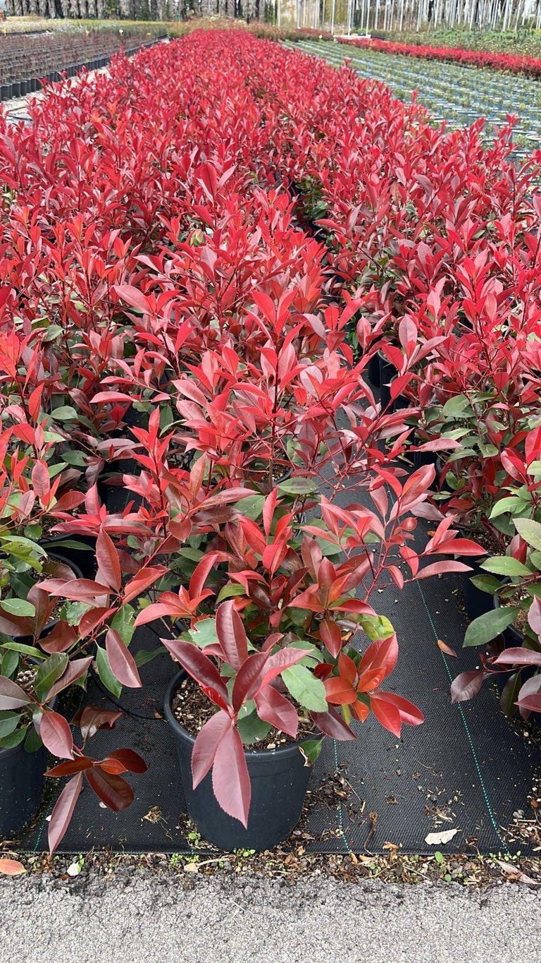 PHOTINIA X FRASERI SUPER RED