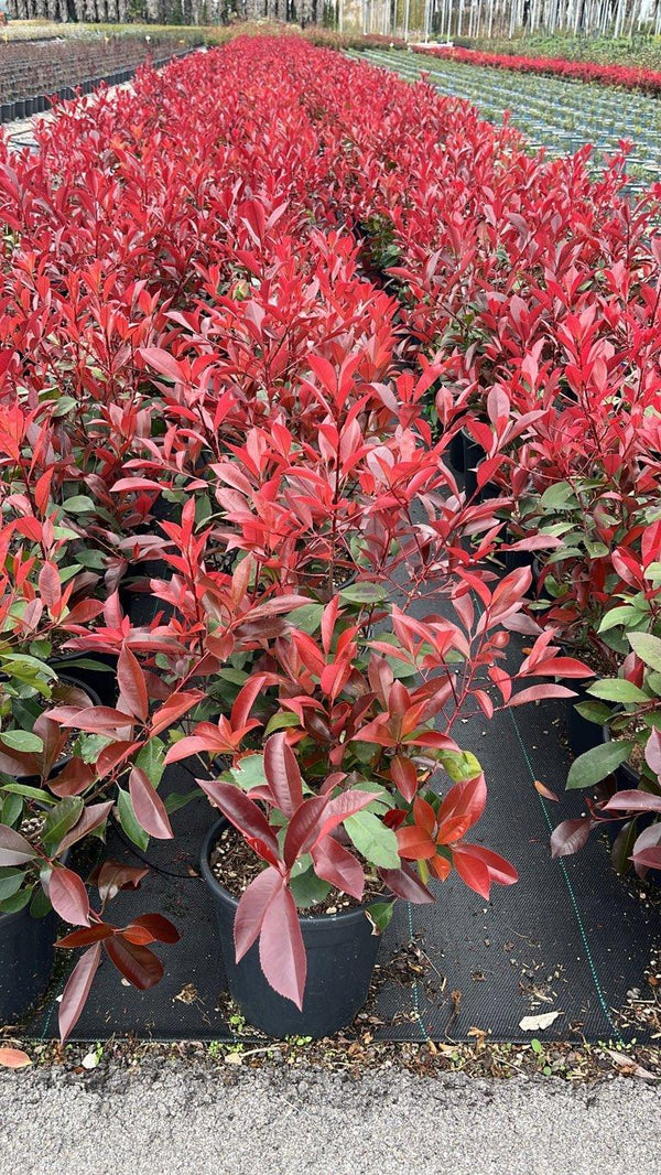 PHOTINIA X FRASERI SUPER RED