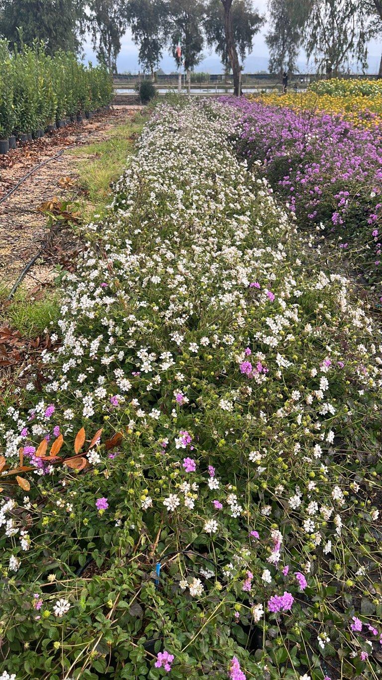 LANTANA SELLOWIANA BIANCA