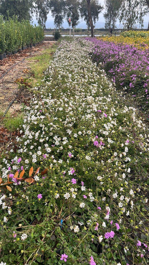 LANTANA SELLOWIANA BIANCA