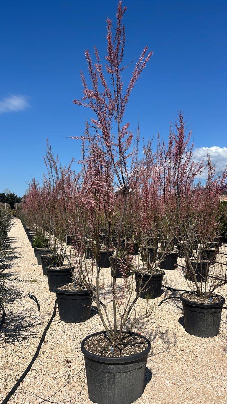 TAMARIX RAMOSISSIMA