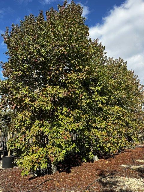 LIQUIDAMBAR STYRACIFLUA