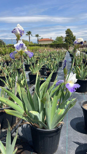 IRIS BABBLING BROOK