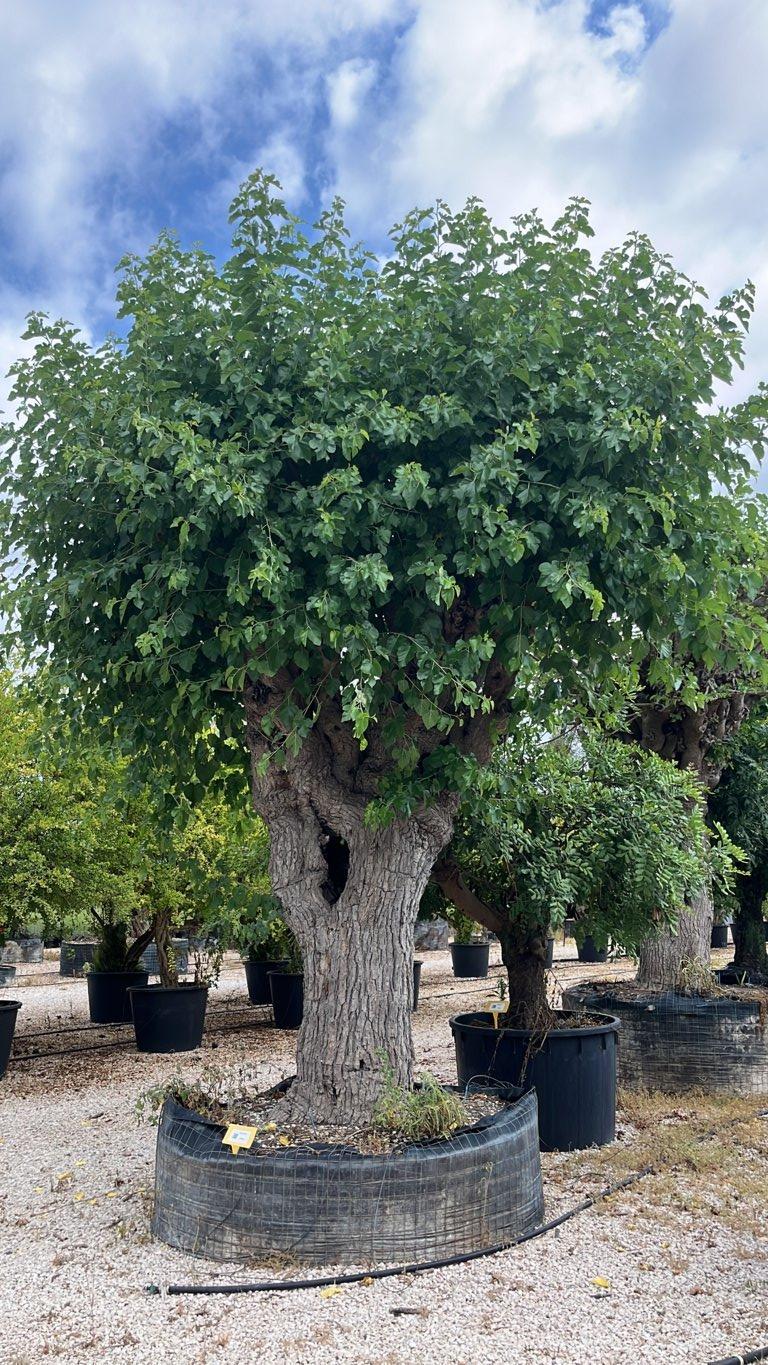 MORUS ALBA