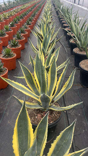 AGAVE AMERICANA MARGINATA