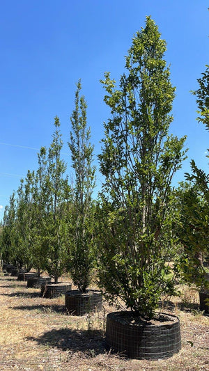 CARPINUS BETULUS PIRAMYDALIS