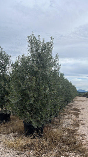 OLEA EUROPEA CIPRESSINO