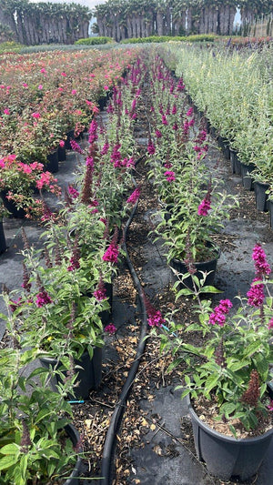 BUDDLEJA BUZZ HOT RASPBERRY