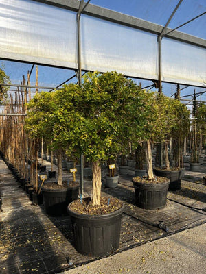 MURRAYA PANICULATA