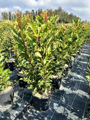 PHOTINIA X FRASERI CRUNCHY