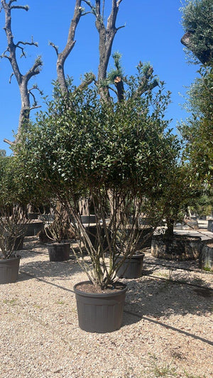 PHOTINIA X FRASERI COMPACTA