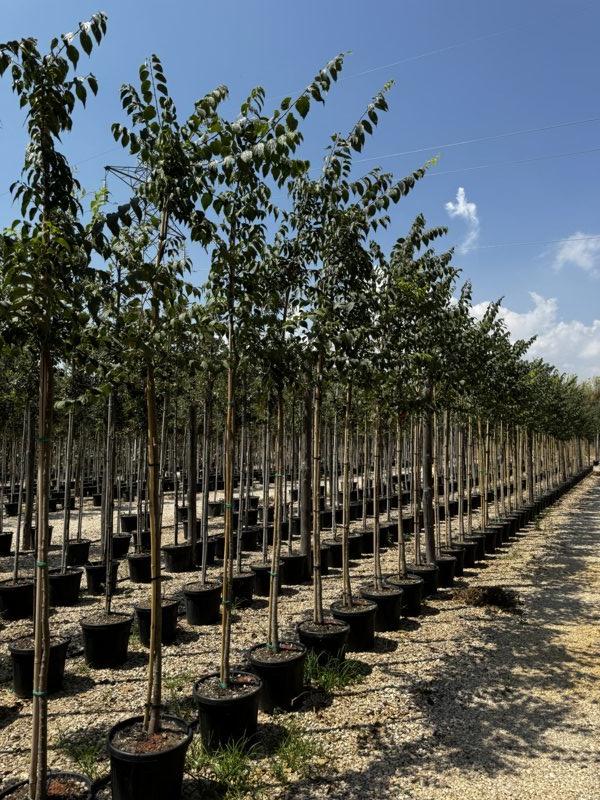 CELTIS AUSTRALIS
