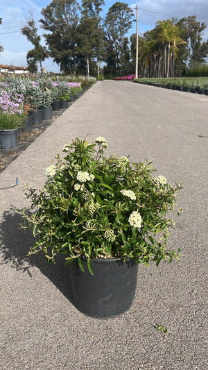 PYRACANTHA NAVAHO