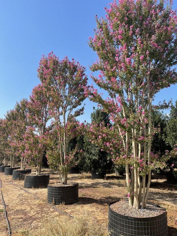 LAGERSTROEMIA INDICA