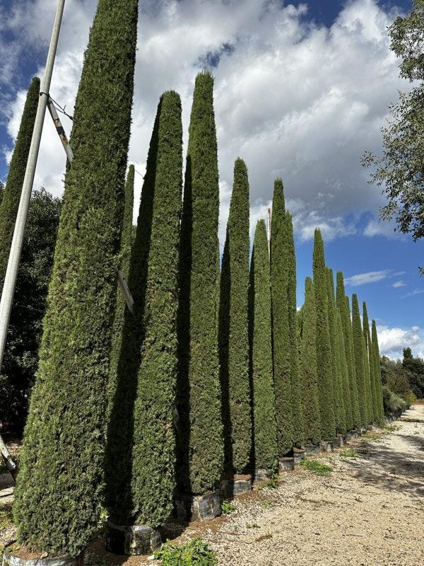 CUPRESSUS SEMPERVIRENS PYRAMIDALIS