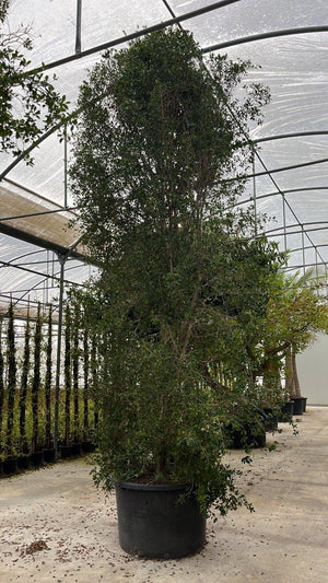 EUGENIA MYRTIFOLIA NEW PORT
