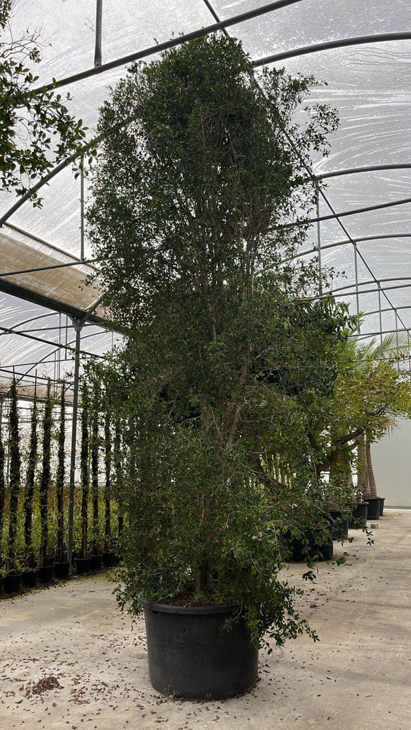 EUGENIA MYRTIFOLIA NEW PORT