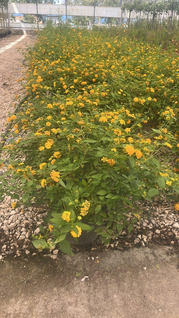 LANTANA SELLOWIANA GIALLA