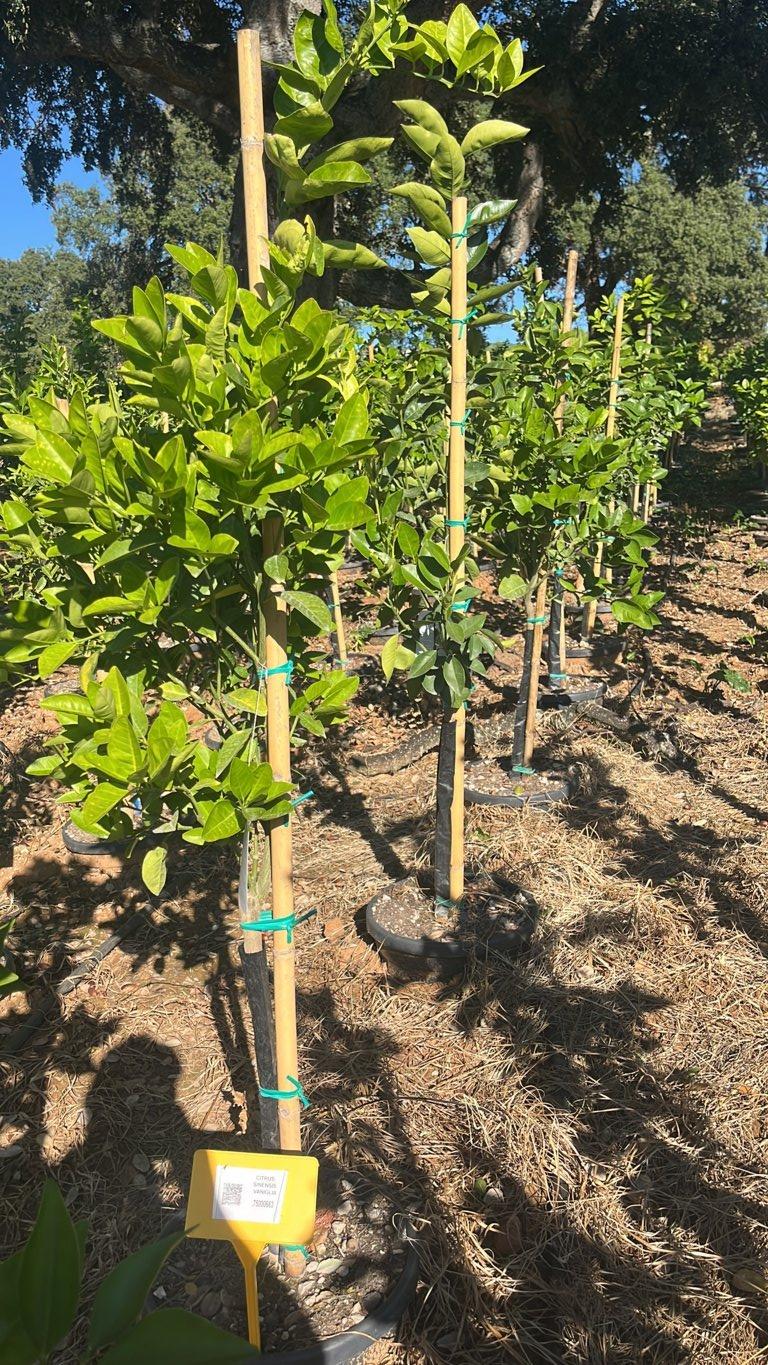 CITRUS SINENSIS VANIGLIA