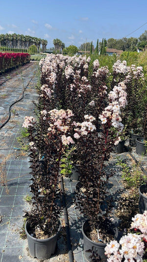 LAGERSTROEMIA INDICA B.D. PURE WHITE