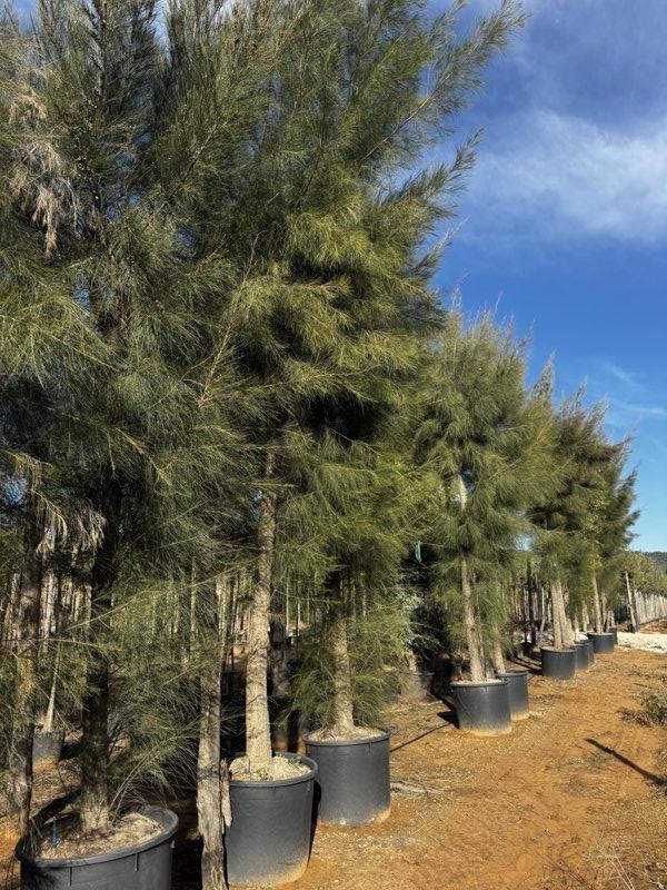 CASUARINA EQUISETIFOLIA