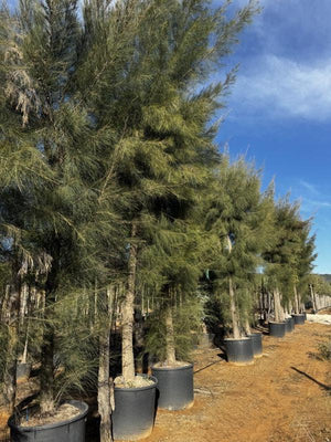 CASUARINA EQUISETIFOLIA