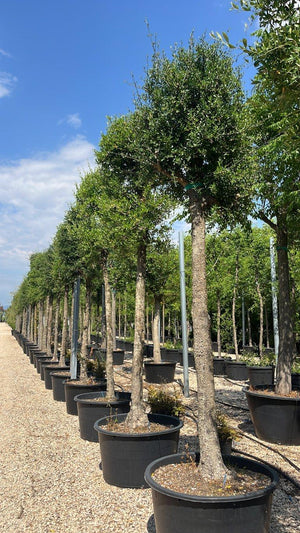 OLEA EUROPEA SYLVESTRIS