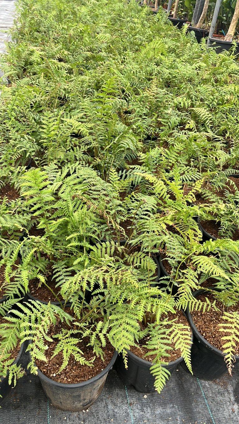 DICKSONIA ANTARTICA