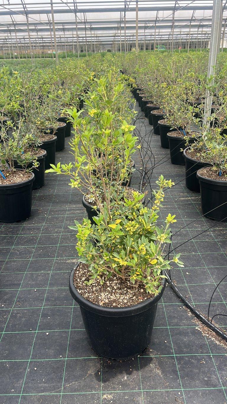 PITTOSPORUM HETEROPHYLLUM