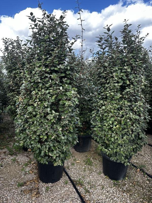ELAEAGNUS X EBBINGEI