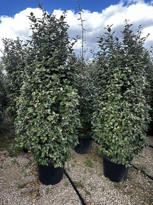 ELAEAGNUS X EBBINGEI