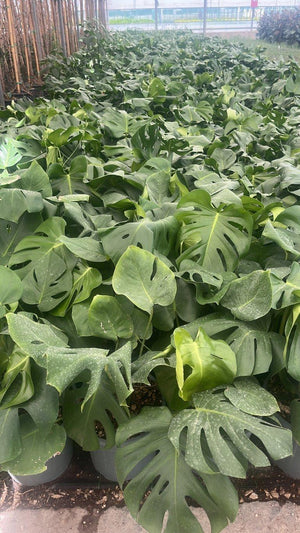 MONSTERA DELICIOSA TAUERII