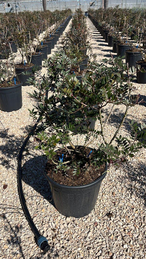 PISTACIA LENTISCUS