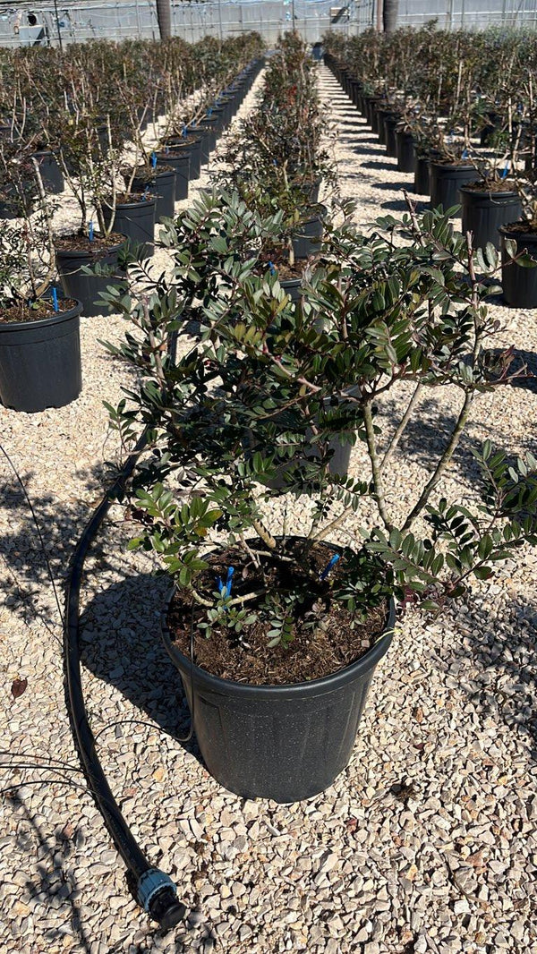 PISTACIA LENTISCUS
