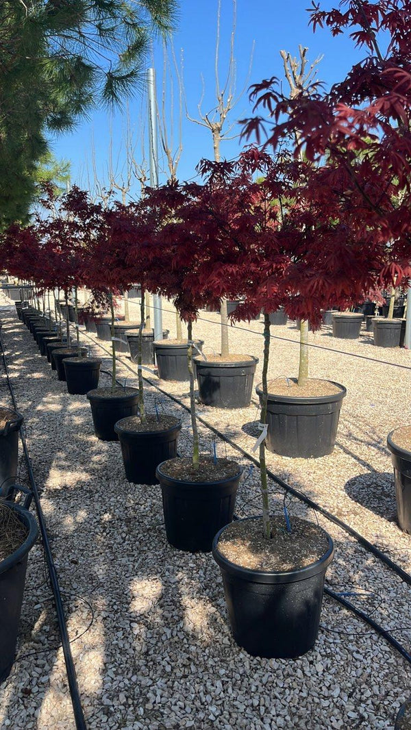 ACER PALMATUM SHARPS PYGMY