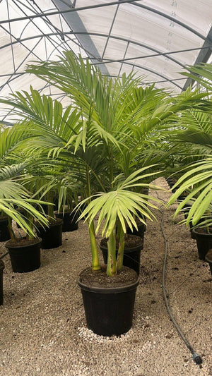 ARCHONTOPHOENIX ALEXANDRAE