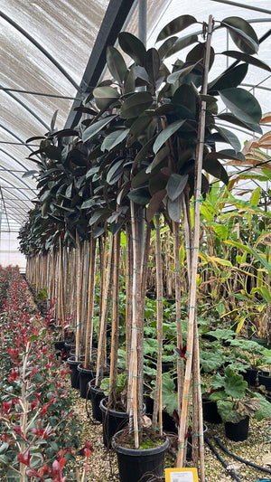 FICUS S. ELASTICA ABIDJAN
