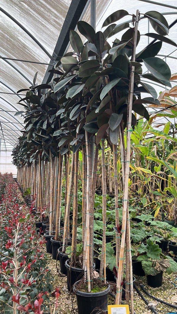 FICUS S. ELASTICA ABIDJAN