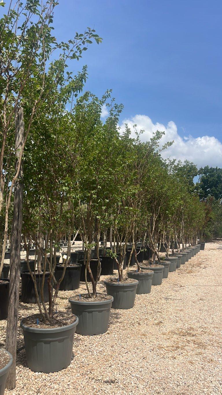 LAGERSTROEMIA INDICA NATCHEZ