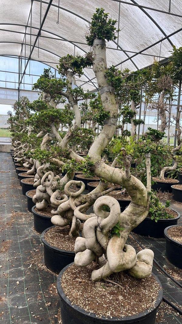 FICUS S. MICROCARPA