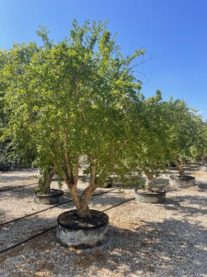 PUNICA F. GRANATUM