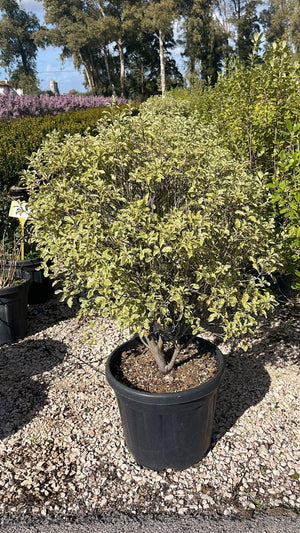 PITTOSPORUM TENUIFOLIUM SILVER QUEEN