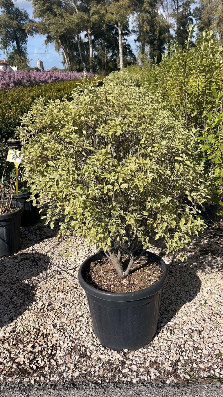 PITTOSPORUM TENUIFOLIUM SILVER QUEEN